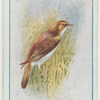 Reed warbler.