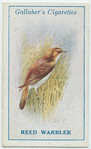 Reed warbler.
