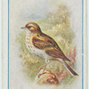 Tree pipit.