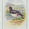 Oyster catcher.