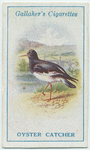 Oyster catcher.