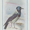 Hooded crow.