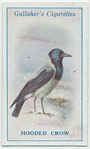 Hooded crow.