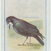 Rook.