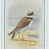 Ringed plover.