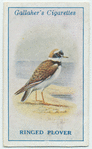 Ringed plover.