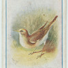 Common sandpiper.