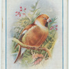 Hawfinch.