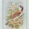Whitethroat.