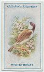 Whitethroat.