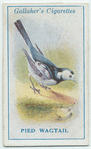 Pied wagtail.