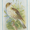 Mistle thrush.