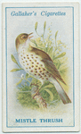 Mistle thrush.
