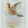 Skylark.