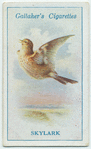 Skylark.