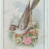 Cuckoo.