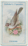 Cuckoo.
