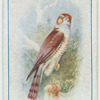 Sparrow-hawk.