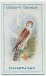 Sparrow-hawk.