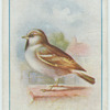 House-sparrow.