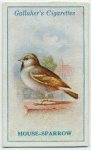 House-sparrow.