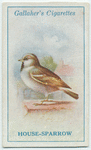 House-sparrow.