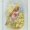 Linnet.