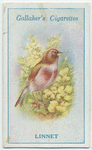Linnet.