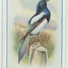 Magpie.