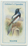 Magpie.