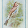 Jay.