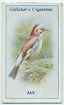 Jay.