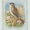 Blackcap.