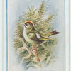 Goldcrest wren.
