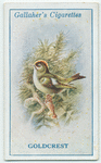 Goldcrest wren.