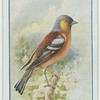 Chaffinch.