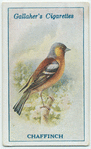 Chaffinch.