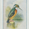 Kingfisher.