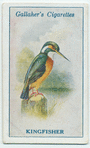 Kingfisher.
