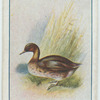 Little grebe.