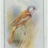 Bearded tit.
