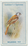 Bearded tit.