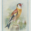 Goldfinch.