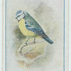 Blue tit.