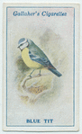 Blue tit.