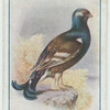 Blackcock.