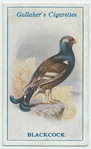 Blackcock.