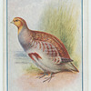 Partridge.