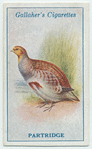 Partridge.