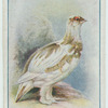 Ptarmigan.